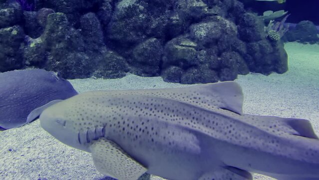 Slow motion view of Leopard Shark swimming on Calm Peaceful bottom on tropical coral reef background.