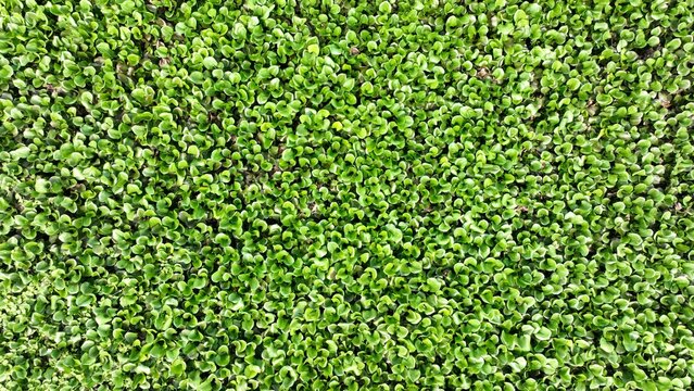 green grass texture background aerial photo