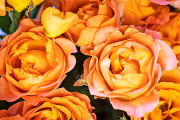 close-up background of creamy beautiful roses, horizontal
