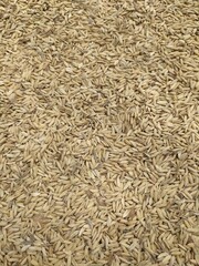 Rice grains scattered on the ground after harvest. Close up capture of unmilled dry rice. Heaps of coarse rice that cannot be cooked. Food concept background. Rice grain texture, pattern background.