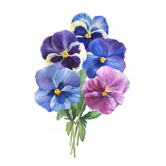 Bouquet with blue garden bicolor pansy flowers (Viola tricolor, arvensis, heartsease, violet, kiss-me-quick). Hand drawn botanical watercolor painting illustration isolated on white background