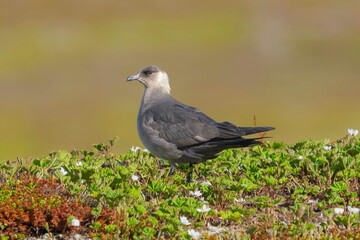 Arctic skua - parasitic jaeger - Stercorarius parasiticus - on ground with colorfull vagetation in background. Photo from Ekkeroy in Norway.	