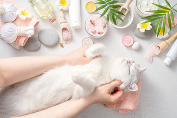 White cat on massage table. Spa, aromatherapy, body care concept for animal.