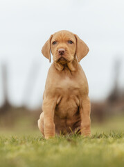 Vizla puppies