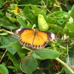 Closeup of a red lacewing perched on the green leaves