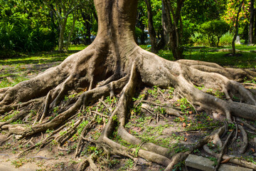  roots in the garden park Bangkok Thailand