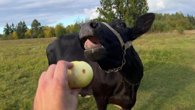 A cow eats apples from a guy's hands.