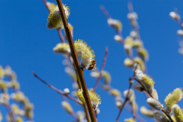 Fluffy soft willow buds