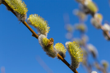 Fluffy soft willow buds