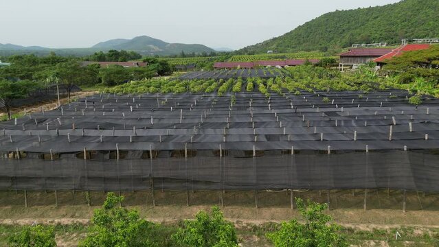 Overview by drone of the huge plantation of Pepper in Kampot province, Cambodia. Well known around the world this spice grow up in natural environment and farmers don t use any chemical 1-3
