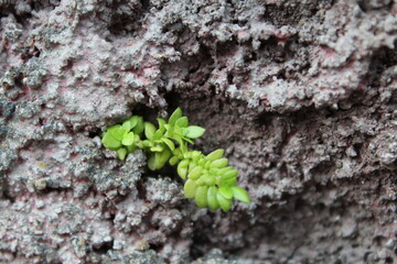 close up of moss on the ground
