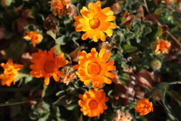 Caléndula
Flores naranjas
Primavera