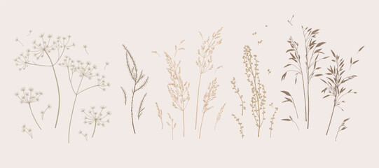 Set with meadow herbs. Botanical collection with dried plants. Earth tones. Vector illustration. Sketch style.