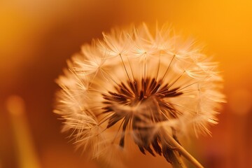  a close up of a dandelion with a blurry back dropper in the background of the image and a blurry background.  generative ai