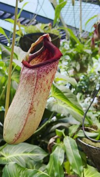 Nepenthes, tropical pitcher plants ,monkey cup. 