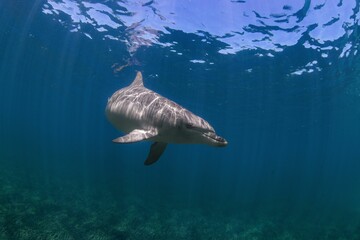 Dolphin swimming under the water