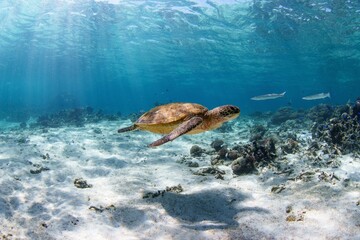 Naklejka na ściany i meble Beautiful sea turtle under the ocean