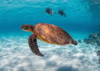 Obraz premium Beautiful sea turtle and divers under the ocean