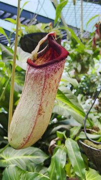 View of Nepenthes, tropical pitcher plants ,monkey cup.	