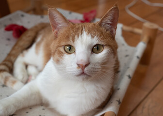 見つめる猫　茶トラ白