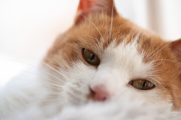 見つめる猫　茶トラ白