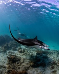 Female diver swimming with an oceanic manta ray (Mobula birostris) - obrazy, fototapety, plakaty