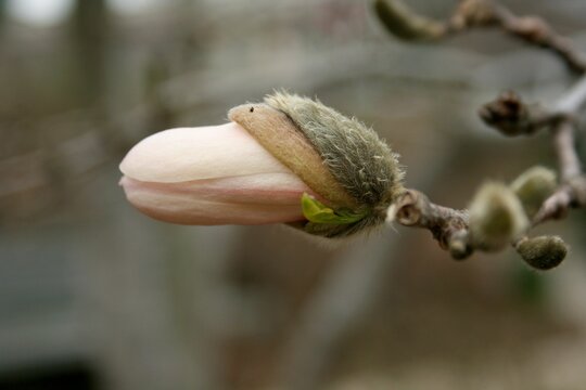 Closeup of a Magnolia stellata bud against the blurry background.