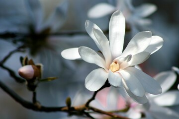 Closeup of Magnolia stellata sometimes called the star magnolia.