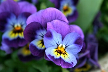 Closeup shot of Viola cornuta flowers