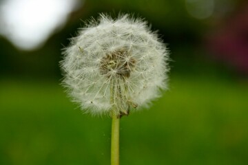 Closeup of a dandelion's seed head against the blurry green background.