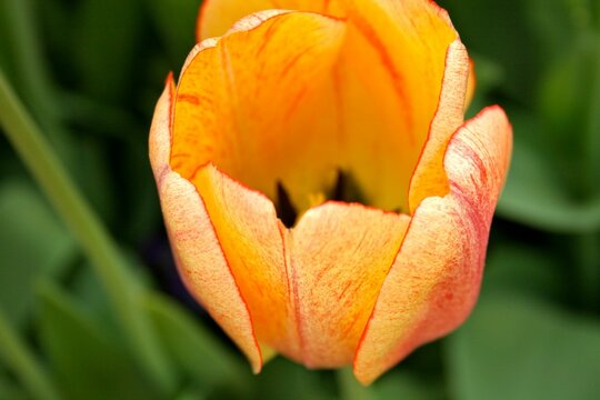 Closeup of an orange Didier's tulip bulb.