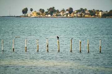 Row of wooden poles and a perched bid in the sea in Paracas, Peru