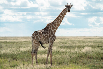single giraffe standing in the savannah in the wild in africa looking in the camera