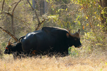 The gaur (Bos gaurus), also known as the Indian bison, a large bull in a dry deciduous tropical forest. With a lot of flies around the head and back.