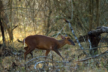The Northern red muntjac (Muntiacus vaginalis) slowly walks hidden in the thick bush in the dry forest.