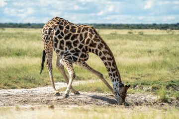 wild giraffe in the savannah in africa drinking at a waterhole