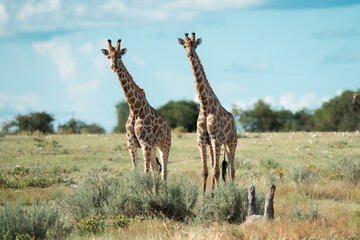 Naklejka na ściany i meble two big wild giraffes in the wild in namibia africa standing and lookin in the camera 