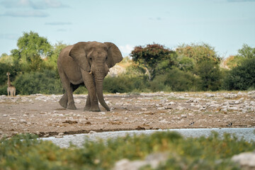 Fototapeta na wymiar Majestic Male Elephant in the Wild in Africa in Namibia Going to Waterhole
