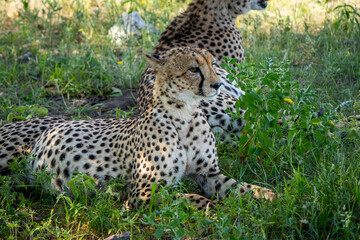 Serene Beautiful Wild Cheetahs Lying in Grass in Namibia, Africa