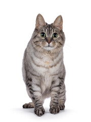 Obraz premium Sweet adult silver tortie Kurilian Bobtail cat, walking facing front to camera. Looking towards camera with green eyes. Isolated on a white background.