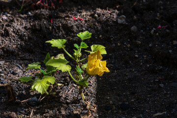 Plant de courgette en fleur dans le jardin potager