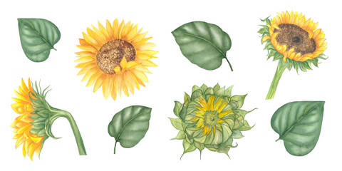 Watercolor botanical illustration of hand-painted sunflower flowers and leaves.