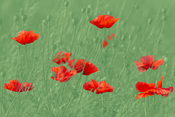 red poppies flowers against green background