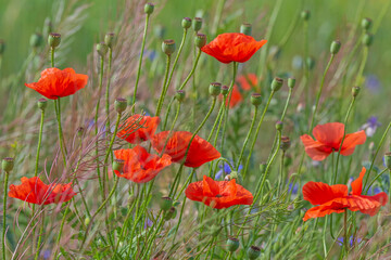 red poppies flowers in grass on meadow
