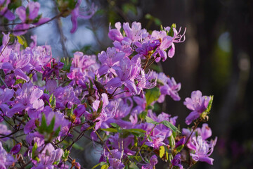 Fototapeta premium 紫の花