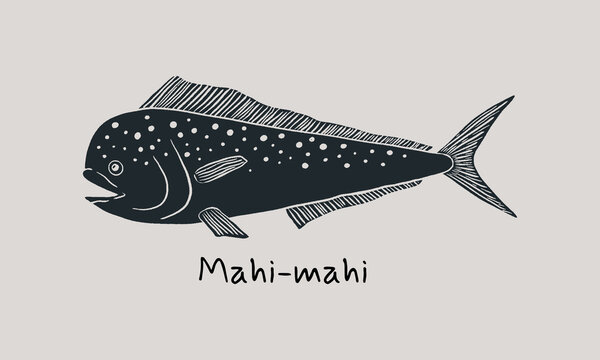 Hand drawn mahi-mahi fish in sketch style. Simple vector isolated illustration on beige background