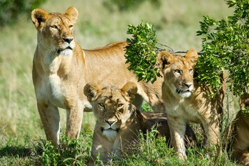 Family of beautiful lions on a field ear Grovnor camp on the Maria Mara, Kenya
