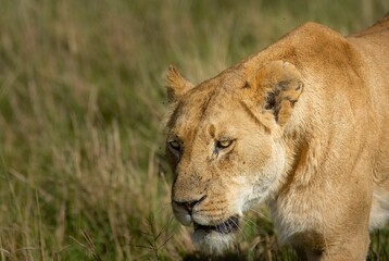 Closeup shot of a beautiful lioness on a field near Grovnor camp on the Maria Mara, Kenya
