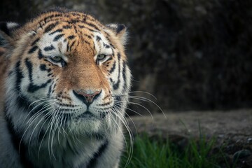 Closeup shot of details on a beautiful Bengal tiger in a forest