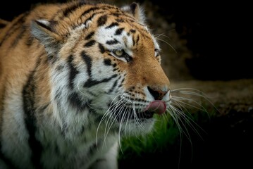 Closeup shot of details on a beautiful Bengal tiger in a forest